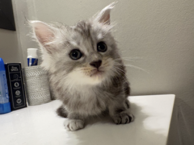 Thomas Caterson - Maine Coon - Gallery Photo #1