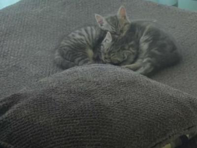 Kitten - Himalayan - Gallery Photo #1