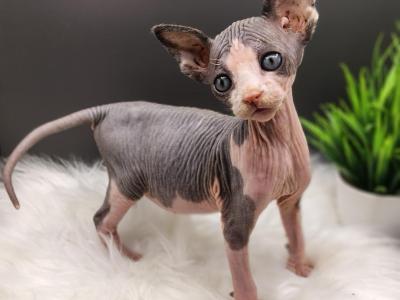 Sphynx Kitten - Sphynx - Gallery Photo #1