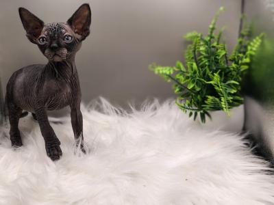 Sphynx Kitten In Missouri - Sphynx - Gallery Photo #1