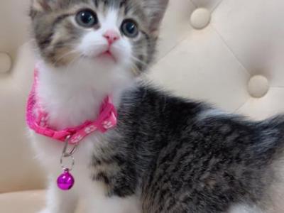 Kittens Ready For Homes - American Shorthair - Gallery Photo #1