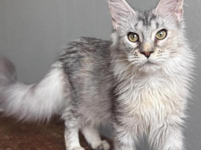 Tina - Maine Coon - Gallery Photo #1