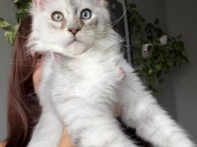 Tibet Odd Eyed - Maine Coon - Gallery Photo #1