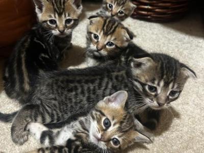 Exotic Scottish Folds - Scottish Fold - Gallery Photo #1