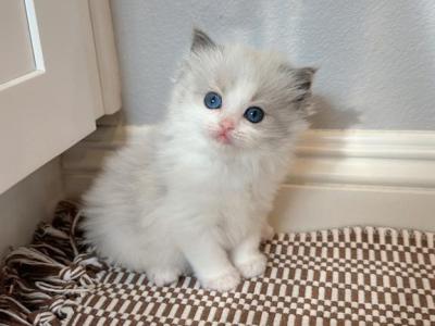 Bella Blue Bicolor - Devon Rex - Gallery Photo #1
