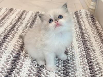 Benny - Ragdoll - Gallery Photo #1