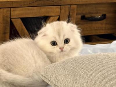 Lindsay - Scottish Fold - Gallery Photo #1