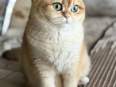 Litter A - British Shorthair - Gallery Photo #1
