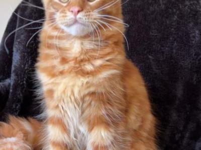 Patrik - Maine Coon - Gallery Photo #1