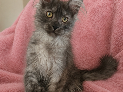 Naimi - Maine Coon - Gallery Photo #1