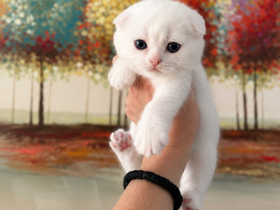 Cute Scottish Fold - Scottish Fold - Gallery Photo #1