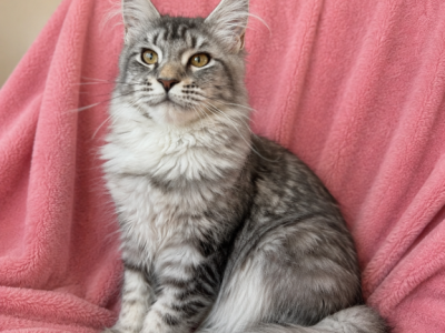 Girl V83 - Maine Coon - Gallery Photo #1