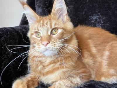 Patrik - Maine Coon - Gallery Photo #1