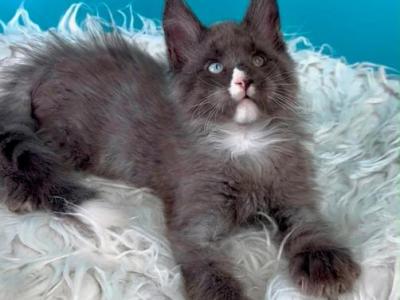 Sherlok - Maine Coon - Gallery Photo #1