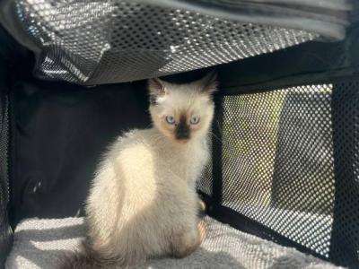 Milo - Siamese - Gallery Photo #1
