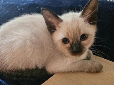 Shee - Siamese - Gallery Photo #1