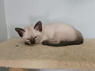 She - Siamese - Gallery Photo #1