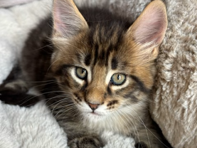 Neco - Maine Coon - Gallery Photo #1