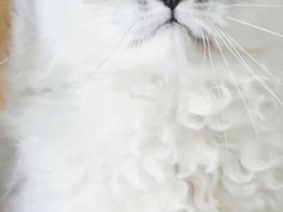 Silver Boy - Persian - Gallery Photo #1