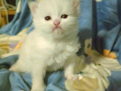 White Blue Eyes Persian - Persian - Gallery Photo #1