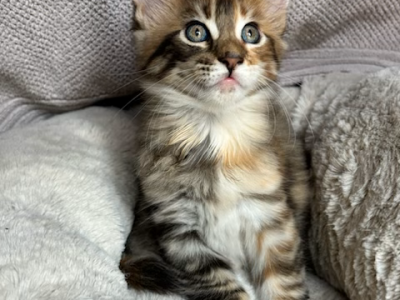 Bella - Maine Coon - Gallery Photo #1