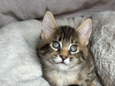 Gerta - Maine Coon - Gallery Photo #1