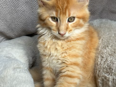 Nick - Maine Coon - Gallery Photo #1