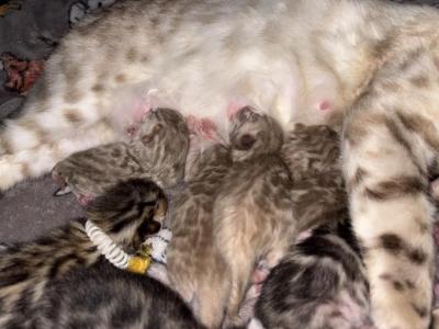 Coconut And Chips Litter - Bengal - Gallery Photo #1