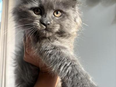 Maine Coon - Maine Coon - Gallery Photo #1