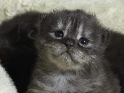 Kalbosk - Persian - Gallery Photo #1