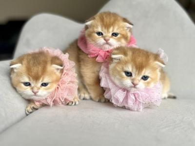 Stacy Litter - British Shorthair - Gallery Photo #1