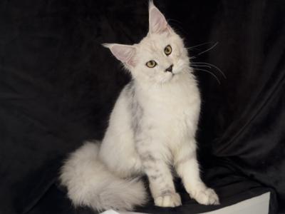 Only Breeder - Maine Coon - Gallery Photo #1