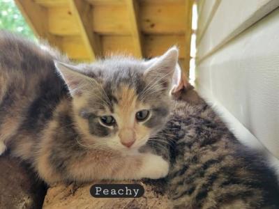 Peachy - Domestic - Gallery Photo #1