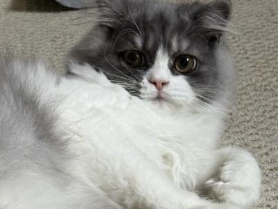 Baw - Persian - Gallery Photo #1