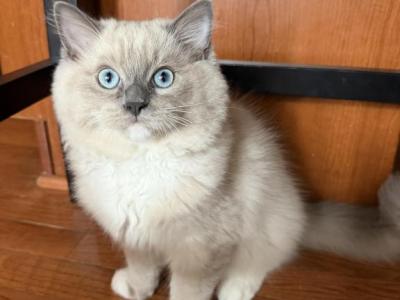 Fawn Ragdoll Kitten With Stunning Blue Eyes - Ragdoll - Gallery Photo #1