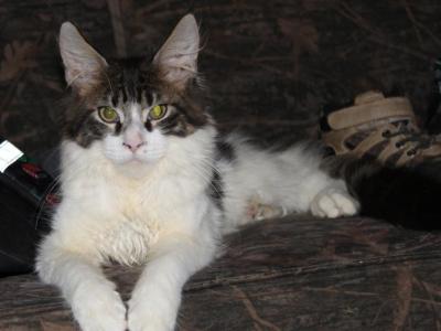 Wolfe - Maine Coon - Gallery Photo #1
