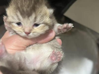 Pola - British Shorthair - Gallery Photo #1