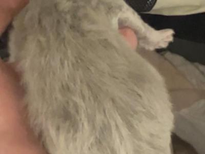 Puffy - British Shorthair - Gallery Photo #1