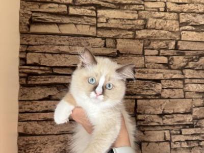 Female Kitty Ragdoll - Ragdoll - Gallery Photo #1