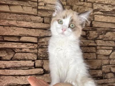 Female Ragdoll Kitten - Ragdoll - Gallery Photo #1