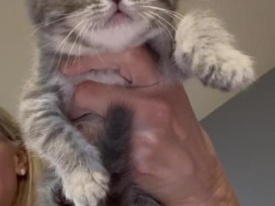 Scottish Fold Girl - Scottish Fold - Gallery Photo #1