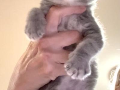 Scottish Fold Female 2 - Scottish Fold - Gallery Photo #1