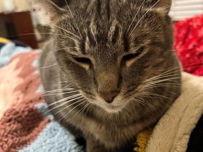 Oven Mitt - Domestic - Gallery Photo #1
