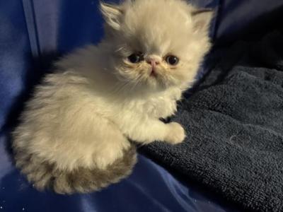 Lilac - Persian - Gallery Photo #1
