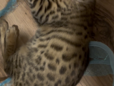 Bengal Kittens - Bengal - Gallery Photo #1