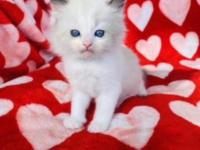 Authentic Ragdolls - Ragdoll - Gallery Photo #1