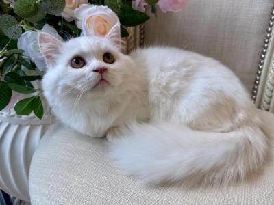 Munchkin White Male - Munchkin - Gallery Photo #1