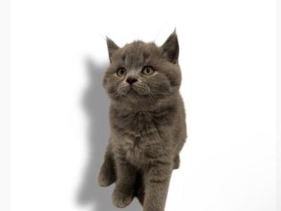 British Lilia - British Shorthair - Gallery Photo #1