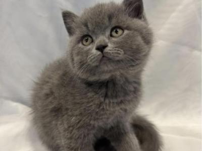 British Teddy - British Shorthair - Gallery Photo #1