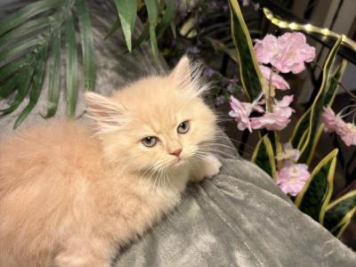 Fluff Ball - Persian - Gallery Photo #1